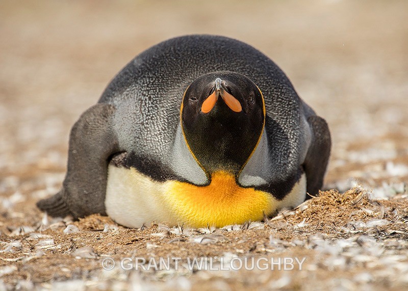  - Antartica