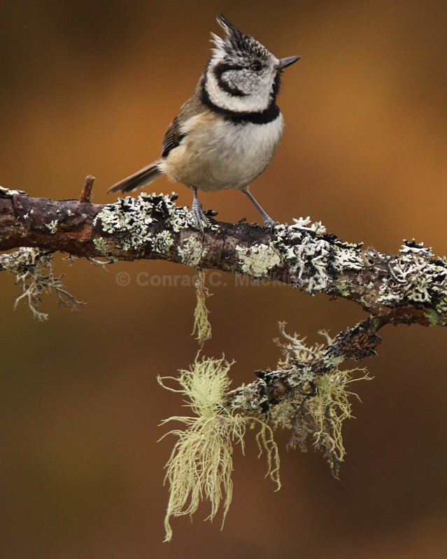 Crested Tit - wild and free