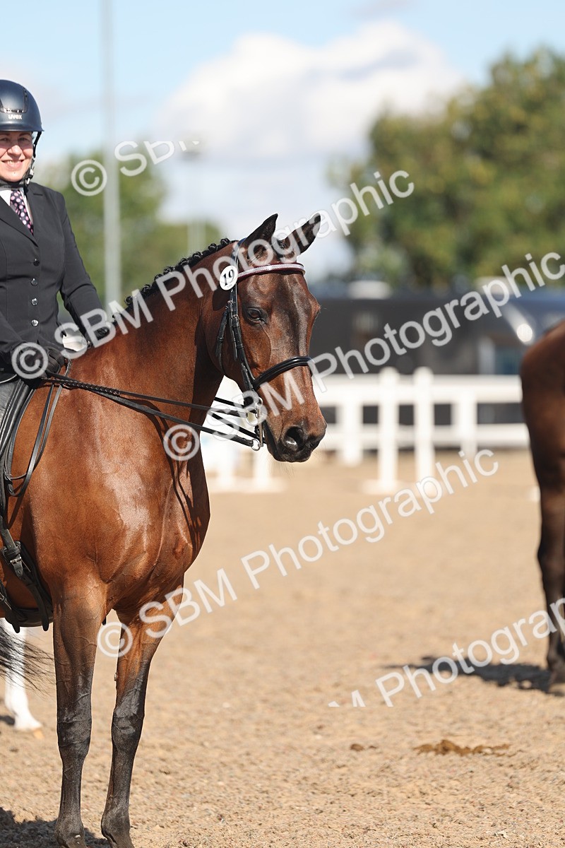 SBM_13100 - Class 305 - Ridden Foreign Breed Pure Bred