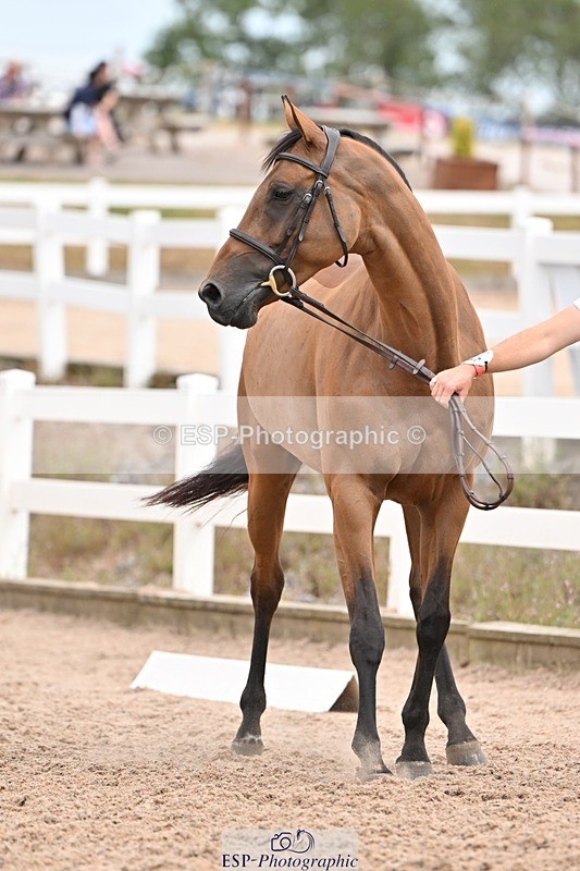 250716-161425-02514 - Trot Up 3.30 to 4.30