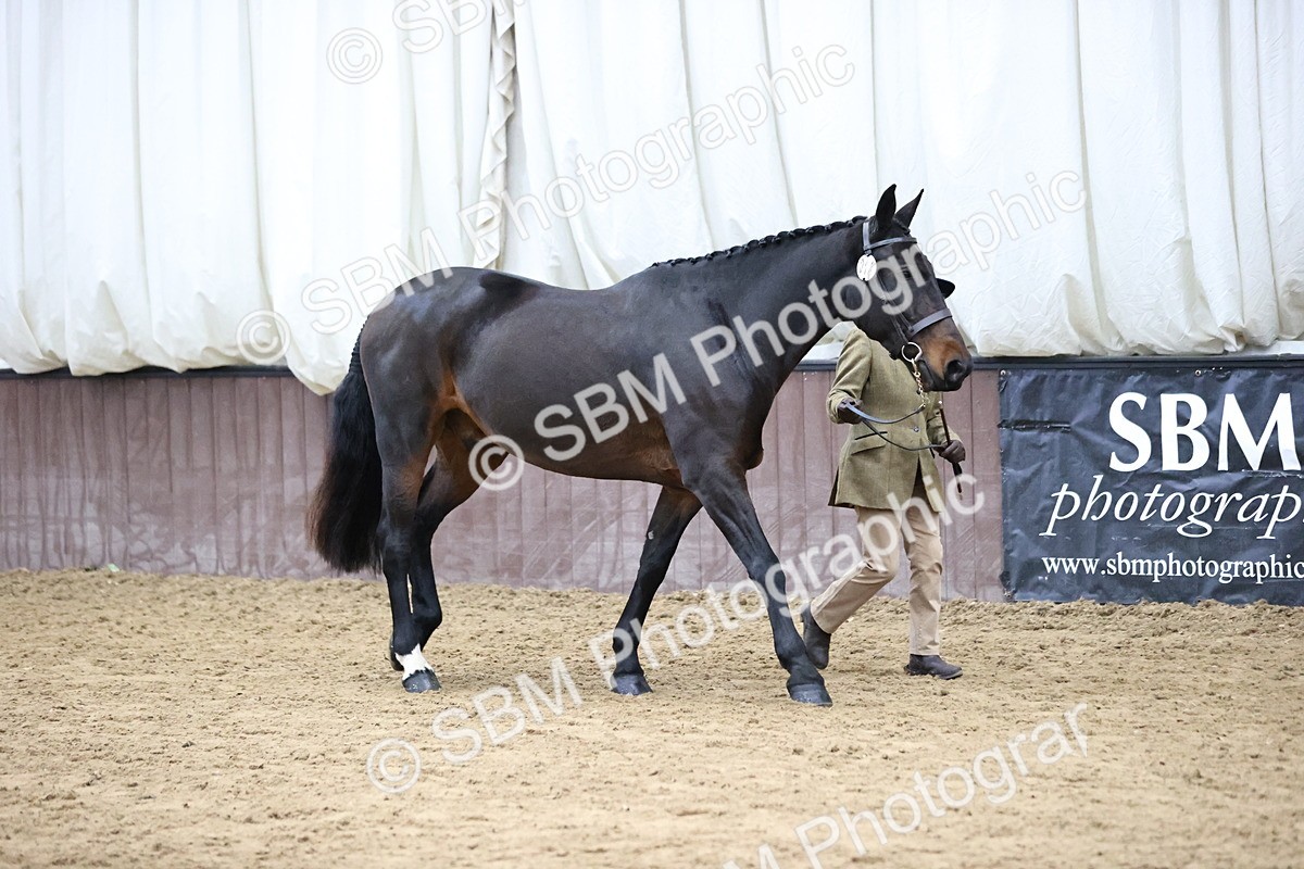 SBM_5721 - Class 3 - BSHA In Hand Show Hunter