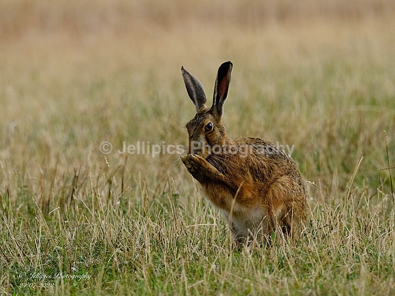  - Wildlife and Nature