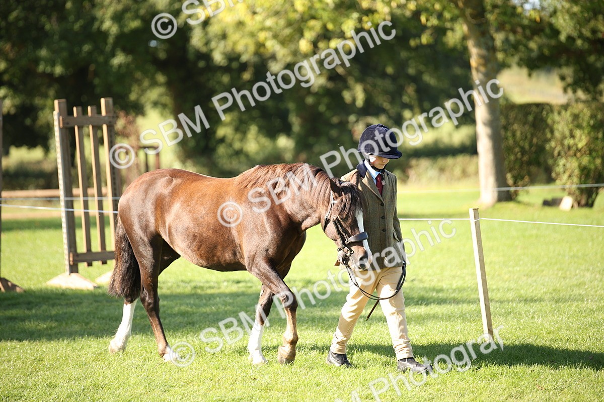SBM_36536 - S10 - Best In Hand Horse & Pony