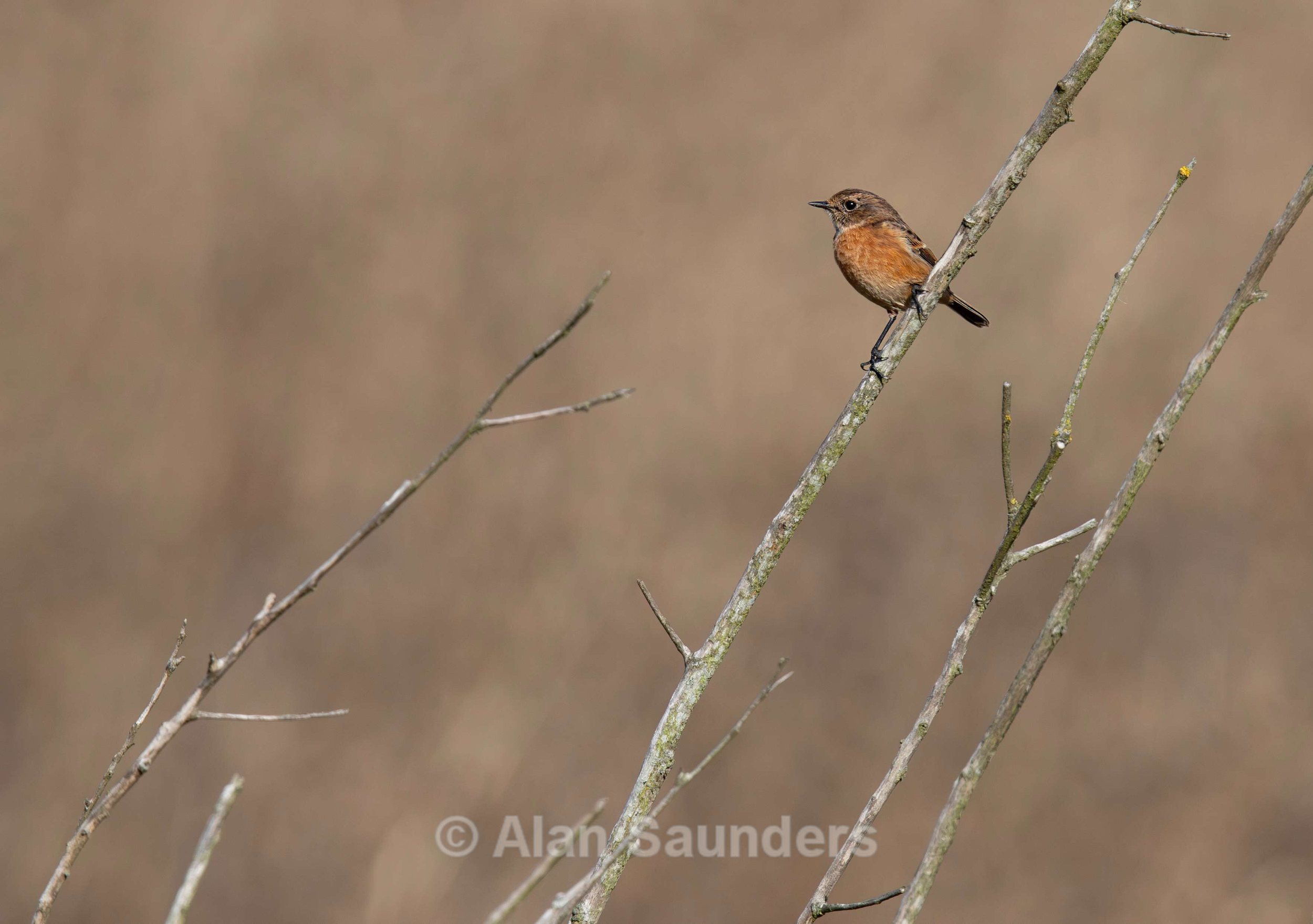 Stonechat 1