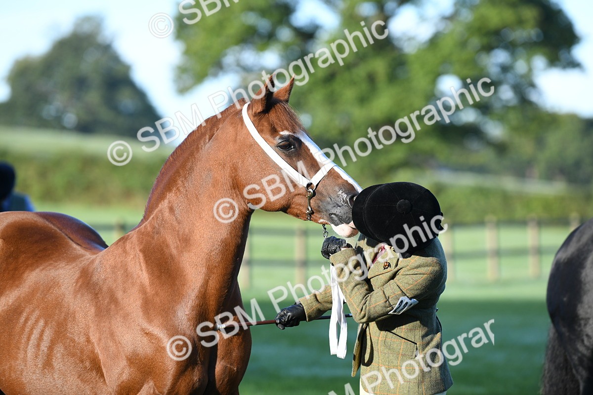 SBM_32764 - S15 - Condition & Turnout In Hand