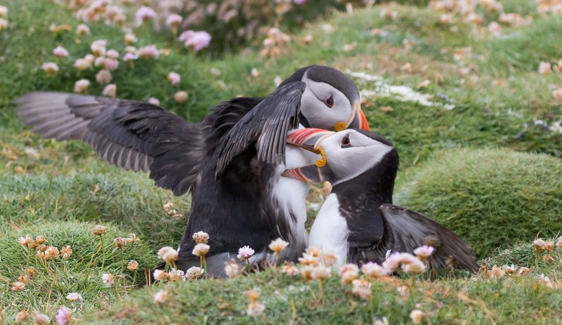 Puffen Fight 3 - Puffins