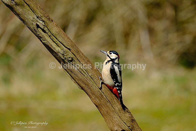  - Wildlife and Nature