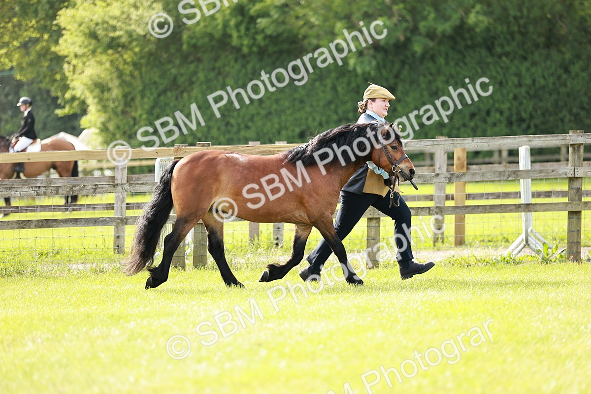 SBM_00588 - Class 14-23 - Mountain & Moorland In Hand Non Welsh