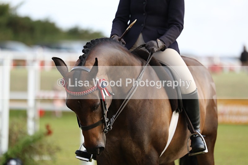 3E7A7788 - Class 1: Rising Star Small Hack/Riding Horses