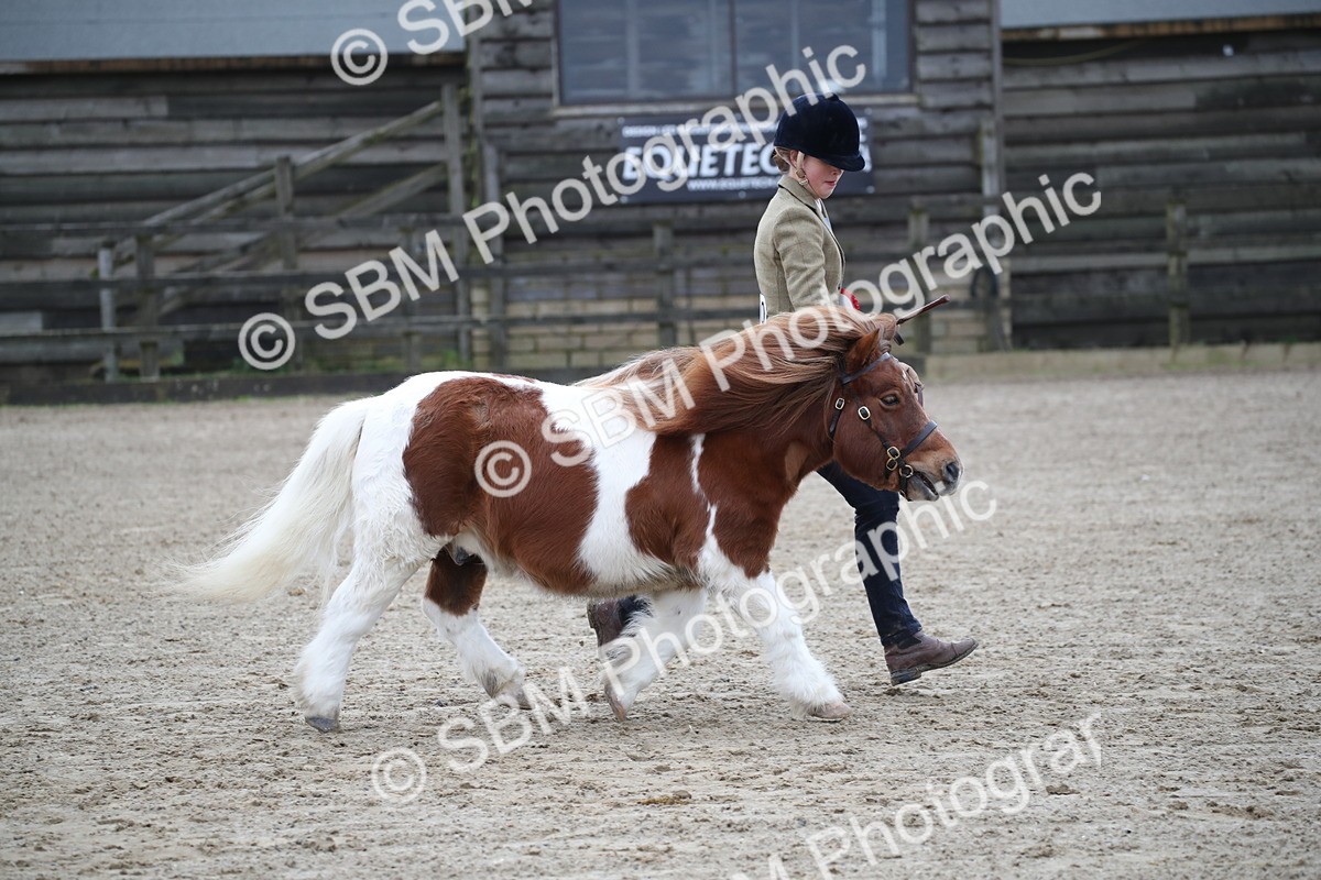 SBM_004108 - Class 1-4 - Young Stock classes Inc. In Hand Championship