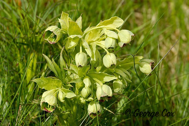 Helleborine