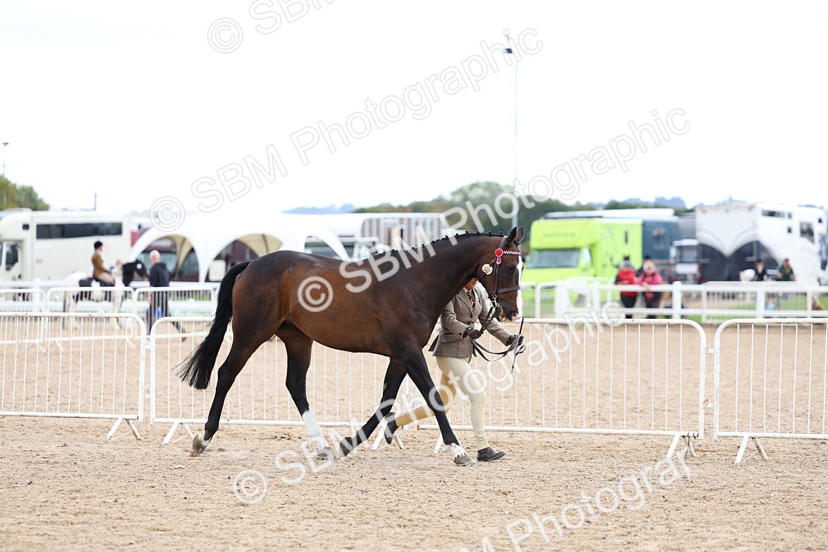 SBM_15264 - Class 313 - IH Retired Racehorse