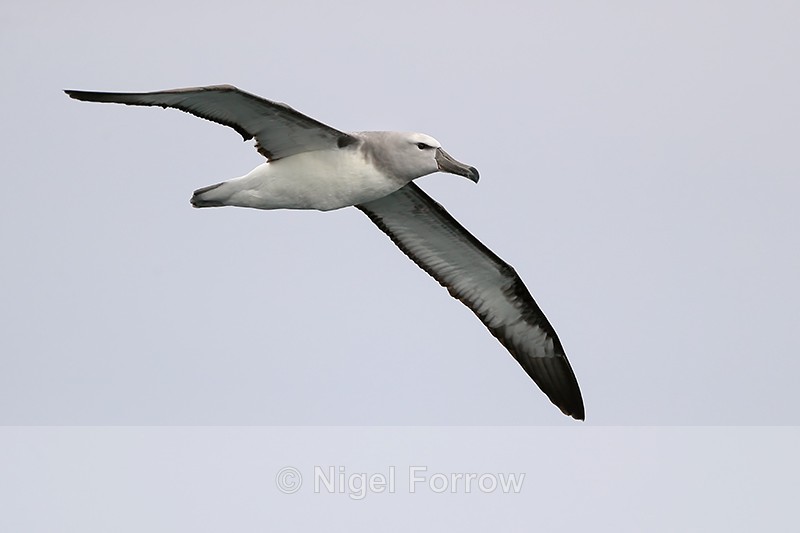 Salvin's Albatross glides past, Chile - Salvin's Albatross