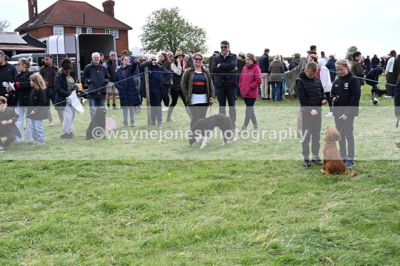 WJ6_8756 - Class 8 Best Working / Gun Dog or Bitch