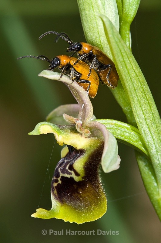  - Bugs: Macro insects