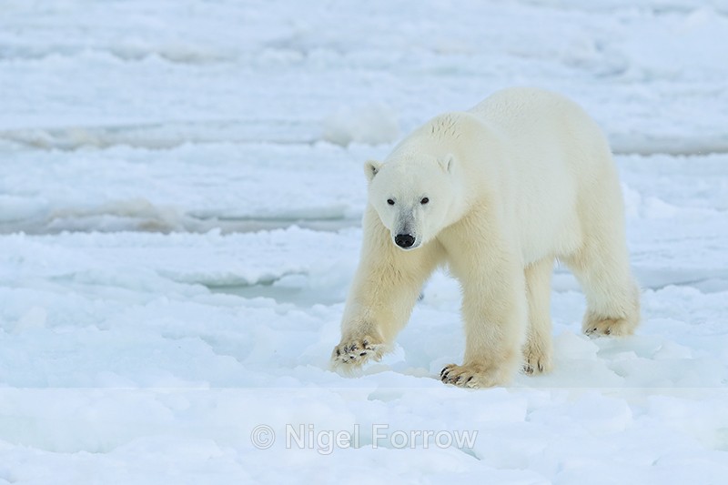 Polar Bear on sea ice, Churchill, Canada - Polar Bear