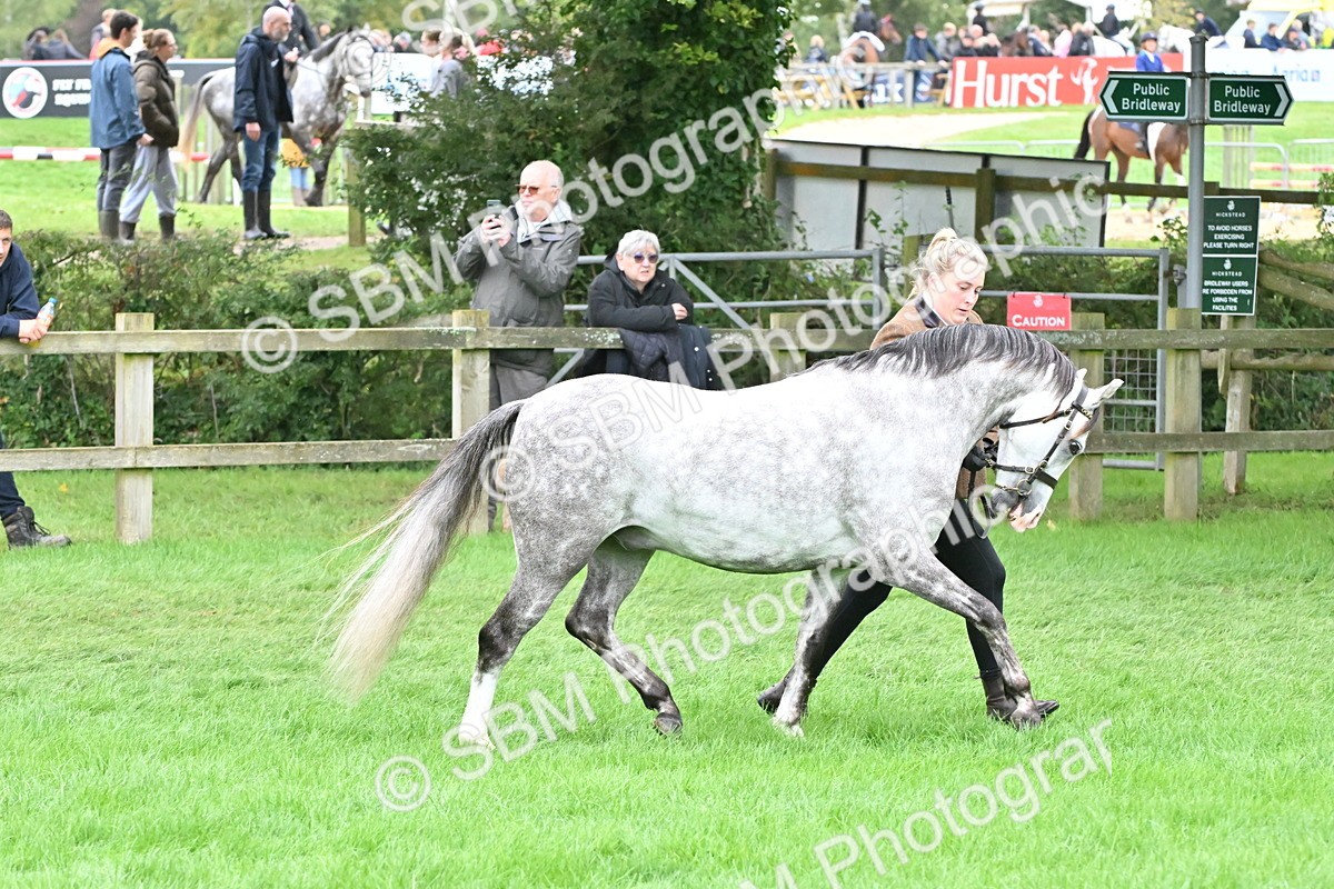 SBM_61016 - S48 - Mountain & Moorland In Hand Small Breeds