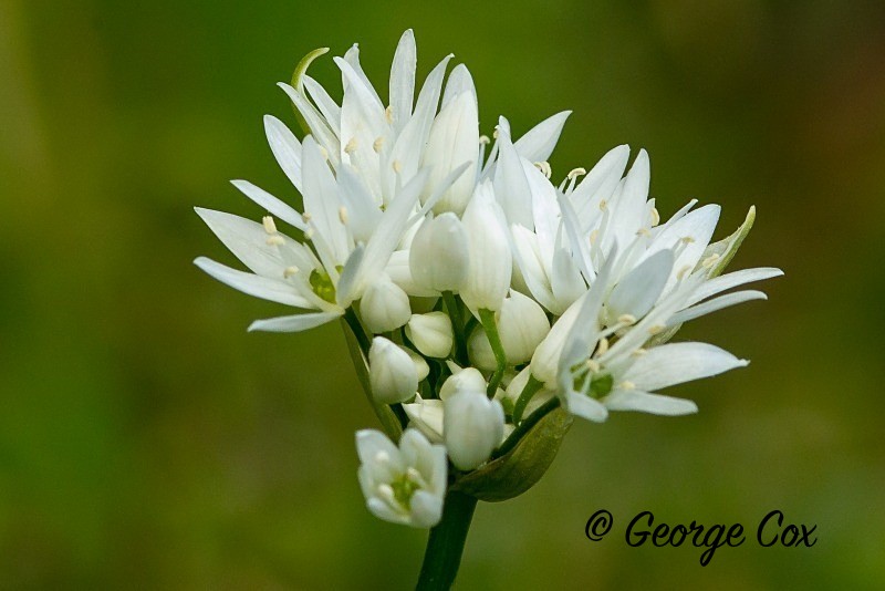 Wild Garlic