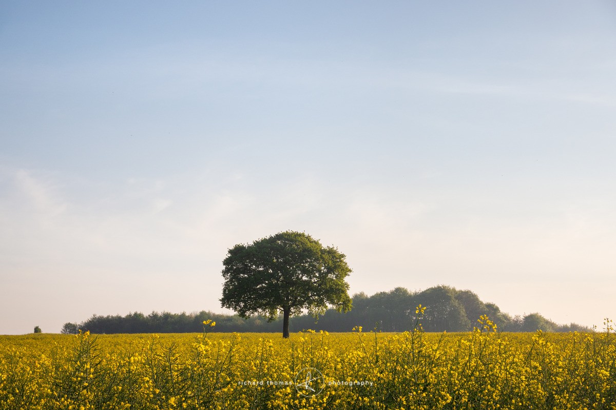 Meon Oak Tree - Yellow sunrise - One2Tree