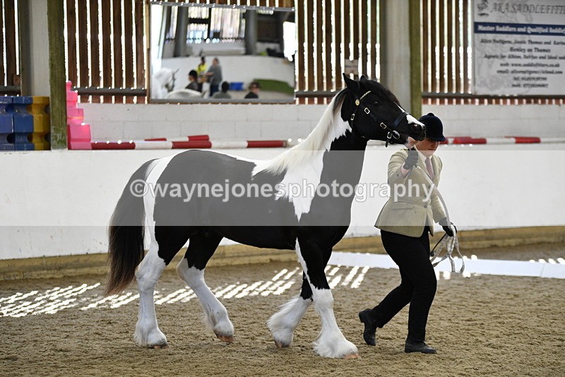 WJ5_4840 - Class 7 In hand coloured / odd coloured