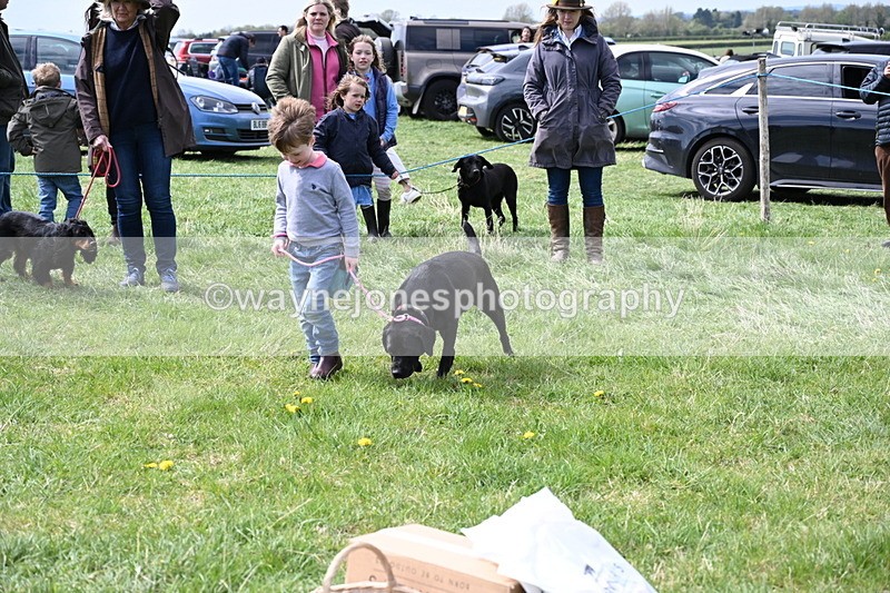 WJ6_8989 - Class 8 Best Working / Gun Dog or Bitch