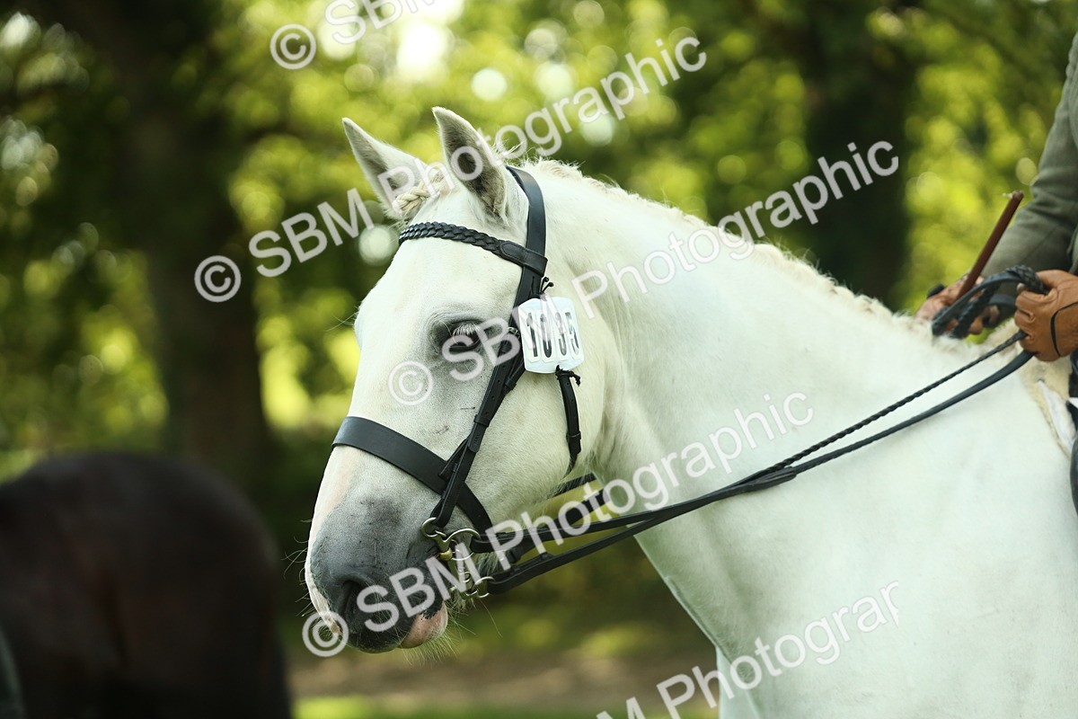 SBM_52187 - S33 - Working Hunter & Working Show Horse