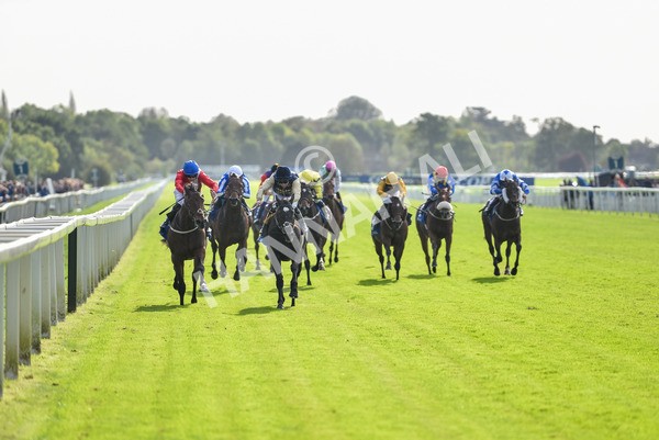 141023-Race 1-Purosangue-0521 - Race 1 1.15pm Coral Rockingham Stakes