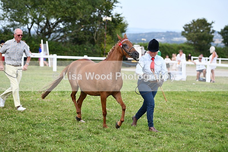 DSC_8507 - Class 69: Pure, Anglo & Part Bred In Hand Arab