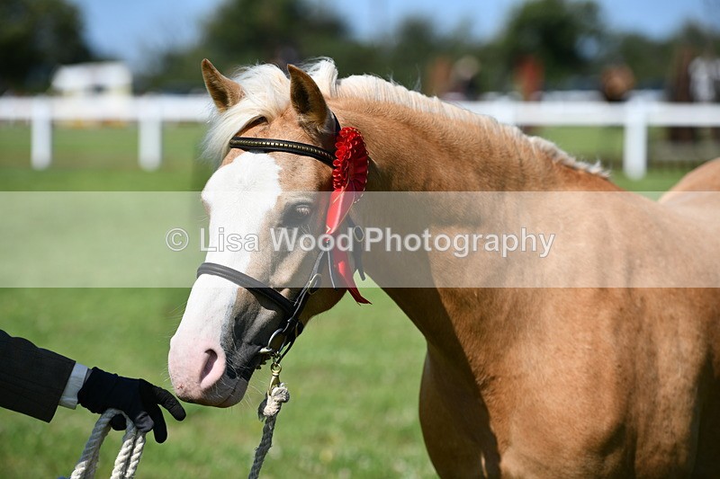DSC_6494 - Class 53: NPS M&M 4 years and over Small Breeds