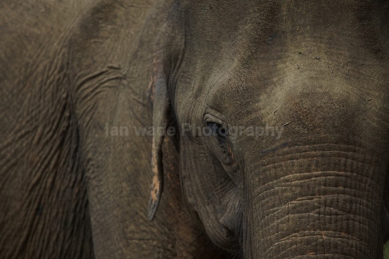  - Sri Lanka wildlife, people & places