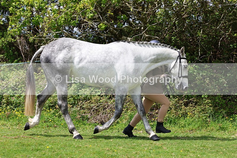 3E7A0451 - Class 20: Sports Horse