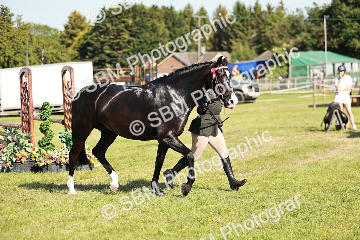 SBM_19274 - Class 115-116 - LIHS BSHA Rising Star Working Hunter & Show Horse