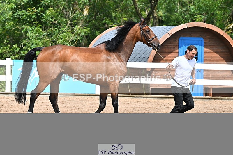240718A-105258-01393 - Trot Up 12pm to 1pm
