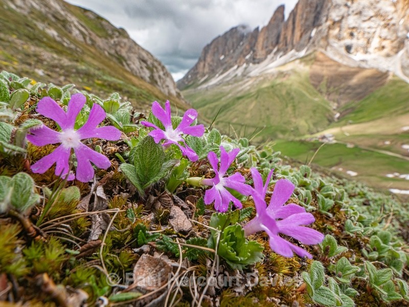 Dwarf primula (Primula minima) also Least primrose - Flowers in the Landscape