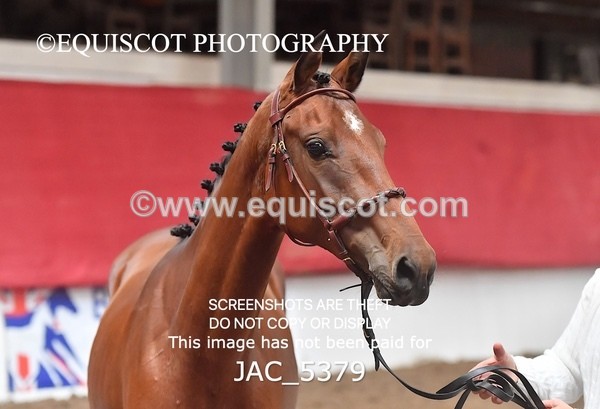 JAC_5379 - 7 L'Espirits Little Unicorn