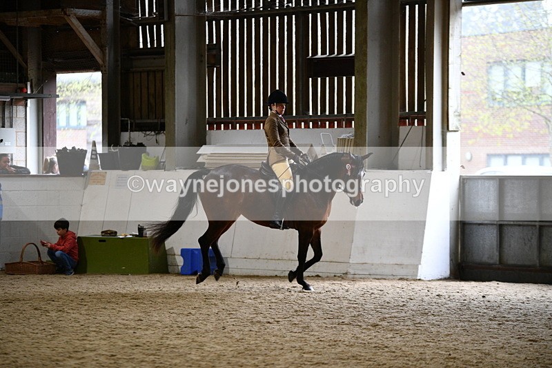 WJ5_8941 - Class 15 Ridden Show Horse