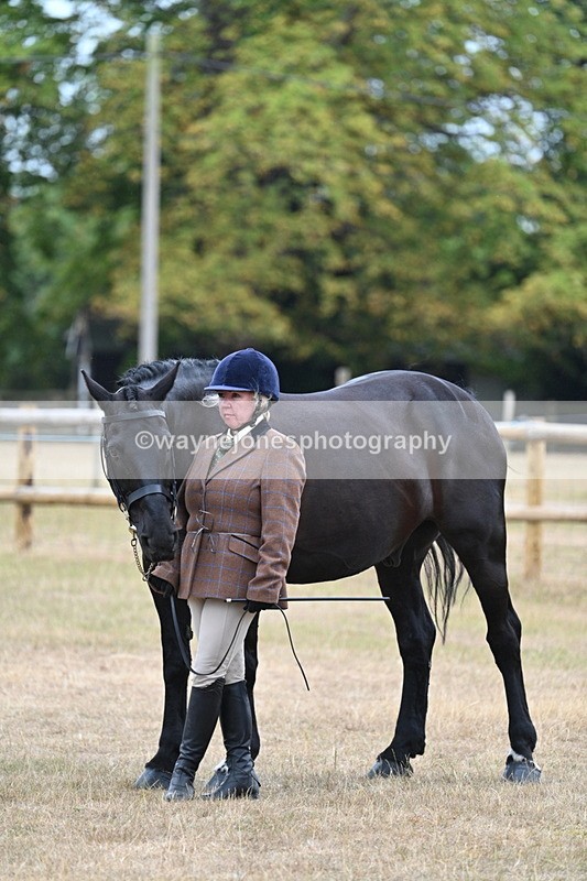 WJ7_9747 - Class 5a Most Handsome Gelding (above 14.2hh)