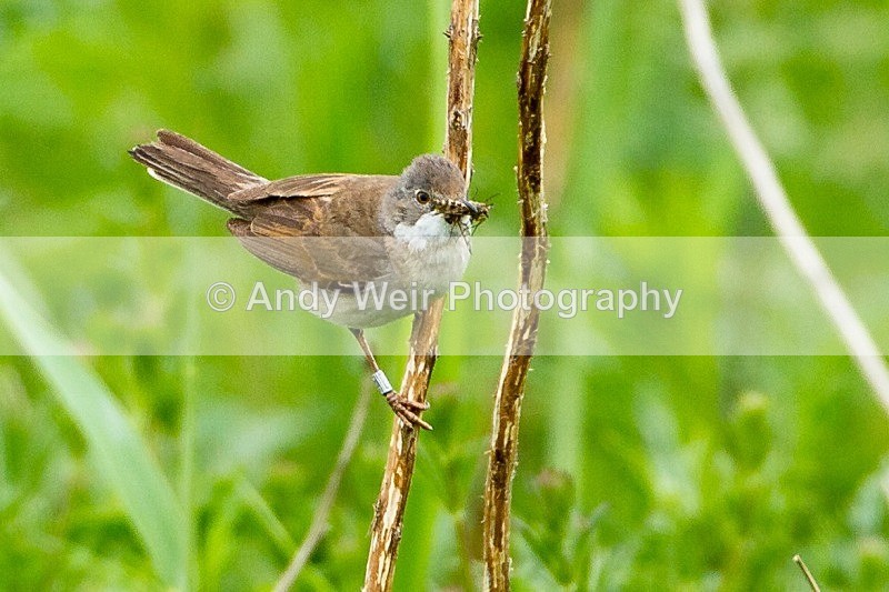 20120605-_MG_0190 - Whitethroat