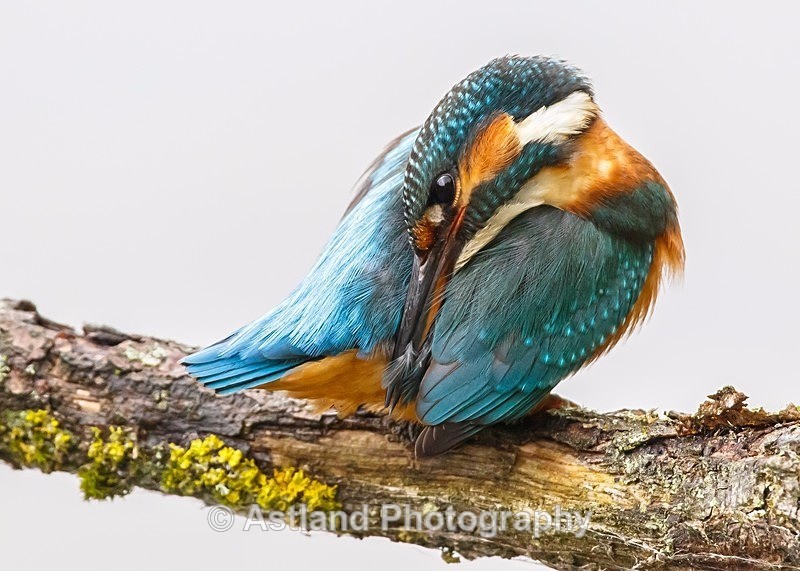 Astland Photography, Bird and Wildlife Images, Susan and Peter Wilson, U.K.