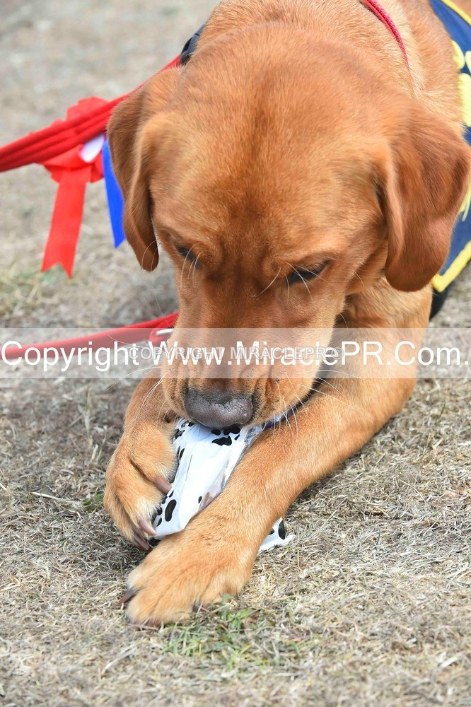 SH4_0307 - Dog show.