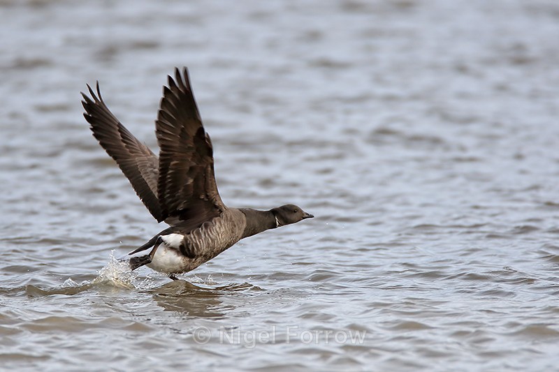 Brent Goose taking off, Arne RSPB, Dorset - Brent Goose