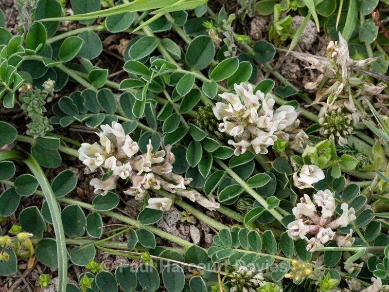 Sprawling milk vetch (Astragalus depressus) flowers whitiish - Wild Flowers - 2