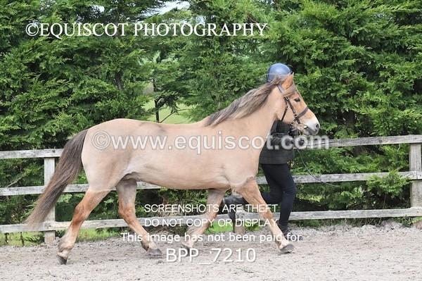 BPP_7210 - RING 1  (RIDDEN HORSES / IN HAND / VETERAN ETC)