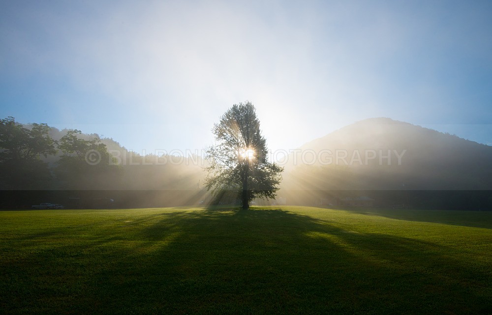 DSC_8500 - Trees