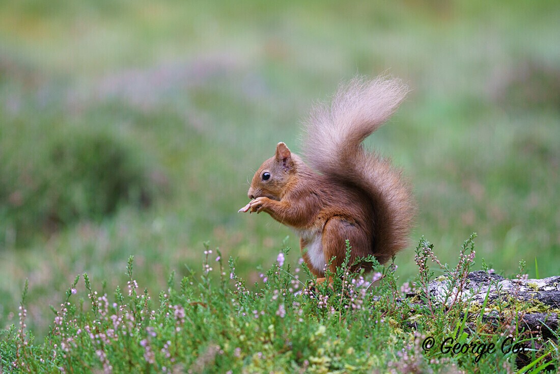DSC09545 - Scotland