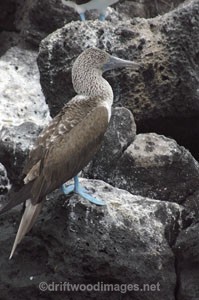 Blue-footed Booby - Galapagos Islands