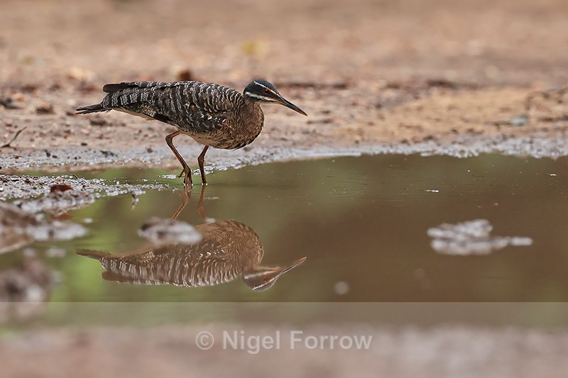 Sunbittern searching for insects in puddle, Porto Jofre, Brazil - Sunbittern