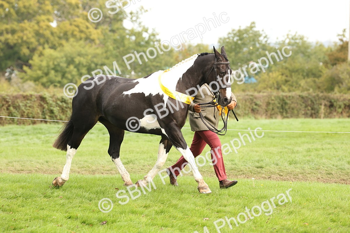 SBM_56834 - S54 - Piebald & Skewbald Horse In Hand