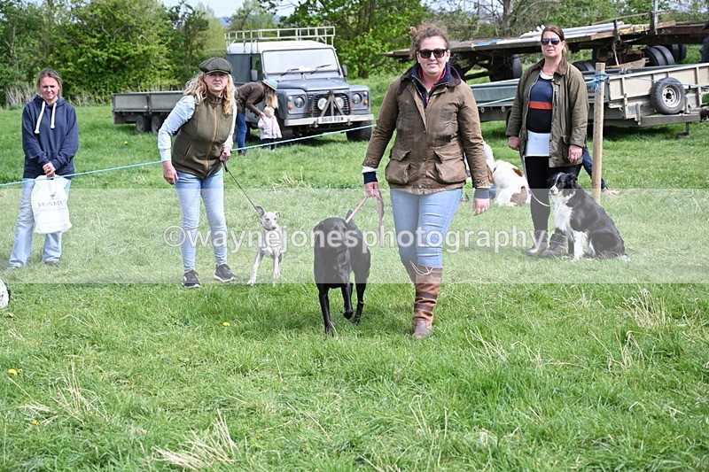 WJ6_9087 - Class 8 Best Working / Gun Dog or Bitch