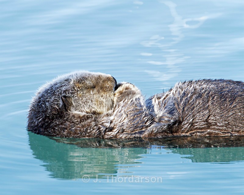 - Sea Otters